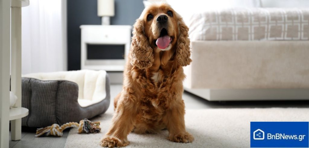 pet friendly airbnb